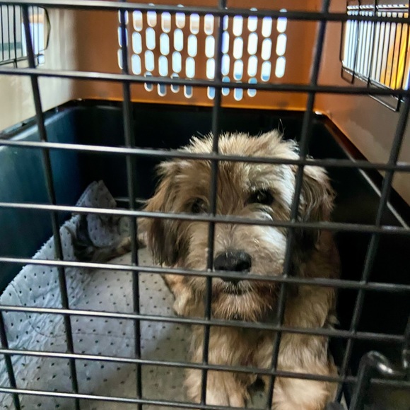 CrAzy Dog Lady! 🐶💖🐾 - Picture 13 of 16